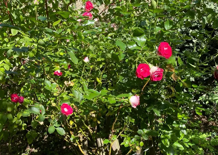 Rheinhessen-landhaus *